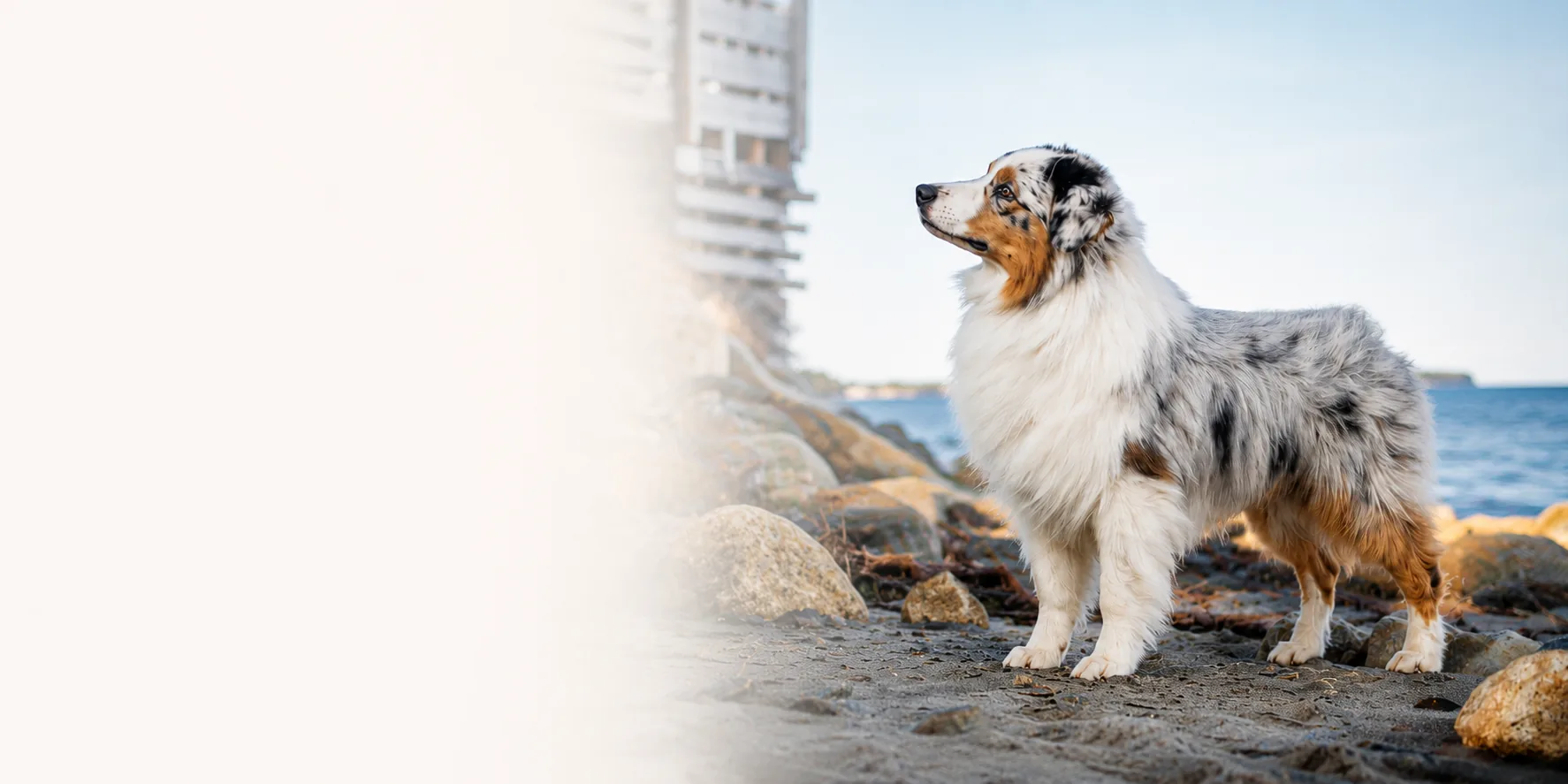 Australian Shepherd on the Canadian shoreline